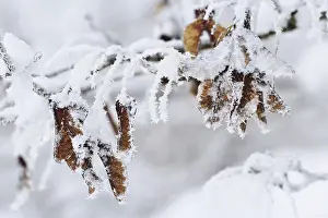Germany Deciduous Trees Prints: Maple tree in winter, Germany