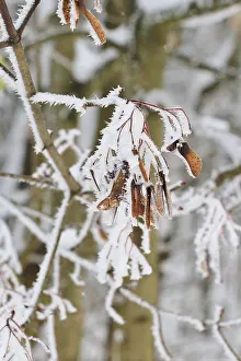 Winter Landscape Europe Prints: Maple tree in winter, Germany