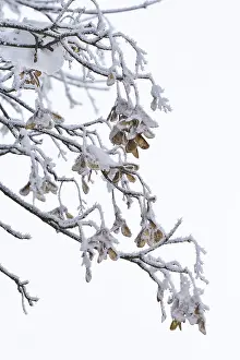 Maple Tree In Europe Prints: Maple tree in winter, Germany
