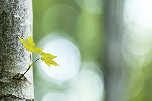 Southern Germany Trees Prints: Maple trunk (Acer) with leaf and light reflections