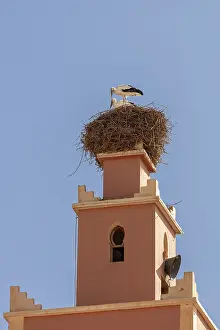 North African Wildlife Photography Prints: MAR, Dade Valley, storks