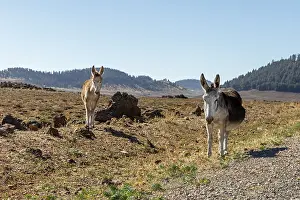 Odd Toed Ungulate Prints: MAR, donkey