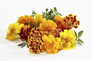 Marigold Flower Prints: Marigold