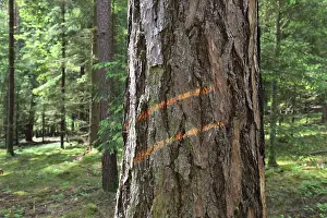 Environmental Protection Measures Prints: Marking on a tree trunk for logging work