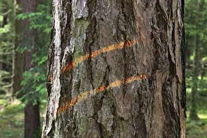 Ecofriendly Energy Source Prints: Marking on a tree trunk for logging work