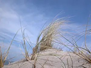 Sand Dune Landscape Prints: Marram grass