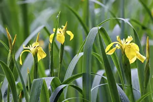 Iridaceae Inflorescence Prints: Marsh iris (Iris pseudacorus), Germany