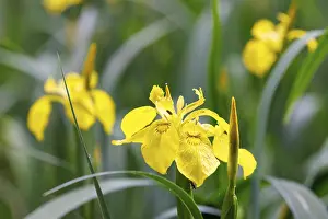 Yellow Iris Blossom Prints: Marsh iris (Iris pseudacorus), Germany