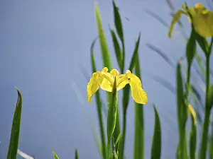 Images Dated 13th May 2024: Marsh iris Print - Single Flower Image