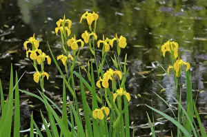 Yellow Iris Prints: Marsh iris by the pond, Marsh iris