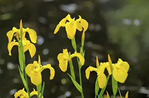 Deserted River Bank Scene Prints: Marsh iris by the pond, Marsh iris