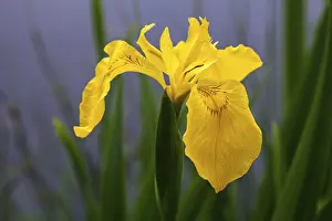 Marsh Iris Germany Prints: Marsh iris, yellow iris (Iris pseudacorus)