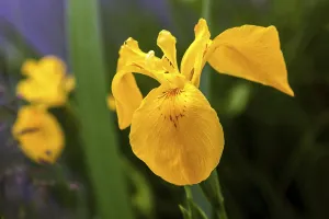 Yellow Iris Germany Prints: Marsh iris, yellow iris (Iris pseudacorus)