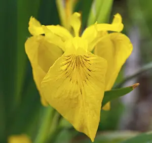 Middle Elbe Biosphere Reserve Prints: Marsh iris, yellow iris (Iris pseudacorus)