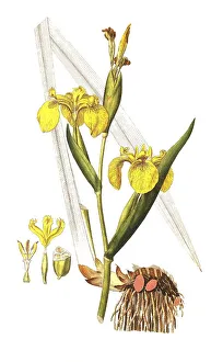 Yellow Iris Prints: Marsh Iris, Yellow Iris (Iris pseudacorus) and Water Iris