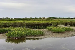 Swampy Vegetation Europe Prints: A marsh full of yellow irises (Iris pseudacorus)