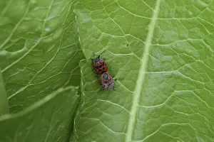 Ladybug Prints: Mating Red Bugs Print by imageBROKER
