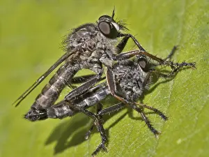 Pterygote Insect Copulation Prints: Mating Robber Flies