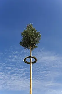 Decorative Fir Trees Prints: Maypole, decorated conifer, tree trunk