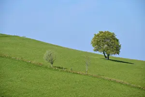 Black Forest Meadow Prints: Meadow with beech tree in spring