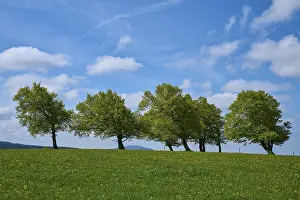 Overcast Sky In Southern Germany Prints: Meadow with copper beeches with cloudy sky in spring