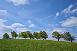Copper Beeches In Spring Prints: Meadow with copper beeches with cloudy sky in spring