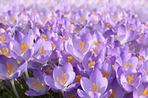 Spring Awakening Flowers Prints: Meadow with crocuses
