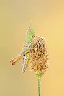 Meadow Grasshopper Prints: Meadow grasshopper (Chorthippus parallelus)