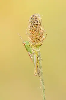 Wild Animal Nature Photography Prints: Meadow grasshopper (Chorthippus parallelus)