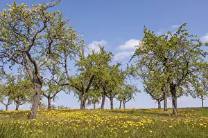 Agricultural Scenery Germany Prints: Meadow with old fruit trees, spring