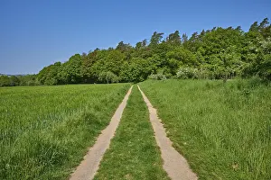Central Europe Wooded Landscape Prints: Meadow path, forest, spring, Elsenfeld