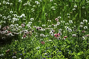 Spring In Germany Prints: Meadow in spring, Germany