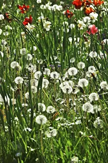 No People German Countryside Prints: Meadow in spring, Germany