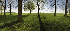 Atmospheric Landscape Photography Prints: Meadow with trees in the back light