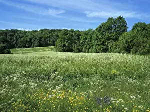 Summer Forest Landscape Prints: Meadows in summer, Thuringia, Germany
