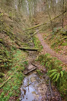 Forest Path Germany Prints: A meandering stream next to a forest path