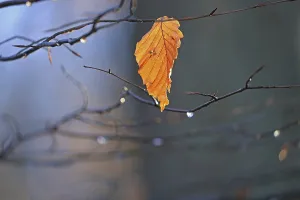 Deserted Forest Scenes Prints: Leaf from a beech tree in backlight