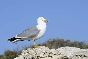 Bird Wildlife Europe Prints: Mediterranean gull (Larus michahellis)