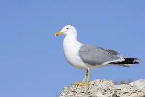Mediterranean Gull Prints: Mediterranean gull (Larus michahellis)