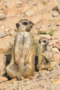 Predator Animals Prints: Meerkat