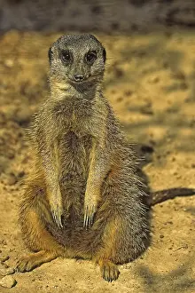 Prints of Meerkat Mongoose Prints: Meerkat Print - A Wildlife Scene