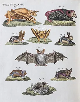 Microbats Print, Hand-Colored Copperplate Engraving, 1801