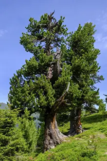 Bad Gastein Resort Town Prints: Mighty stone pine, tree on the stone pine path