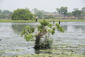 Wild Animals In Natural Habitat Prints: Migrating birds resting on tree
