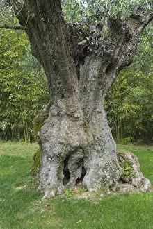 Deciduous Tree Trunk Prints: Millenium olive tree, Bacalhoa Winery