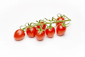 Mini Cherry Tomatoes Prints: Mini Cherry Tomatoes