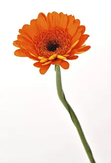 Indoor Plant Prints: Mini gerbera