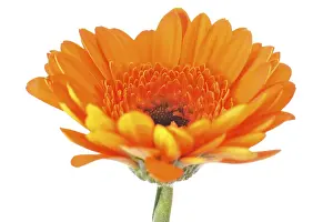 Indoor Plant Prints: Mini gerbera