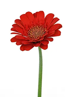 Indoor Plant Life Prints: Miniature Gerbera