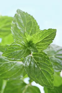 Alternative Medicine Herbs Prints: Mint